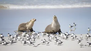 Kangaroo Island Adventure
